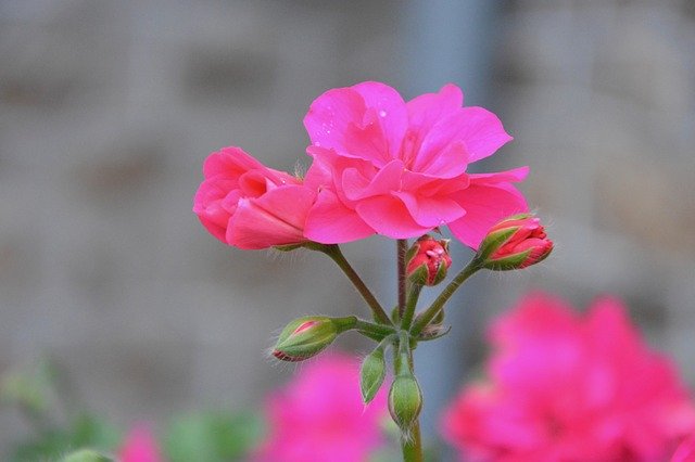 ローズゼラニウムの育て方!植え付け・植え替えや挿し木の手順を紹介のイメージ