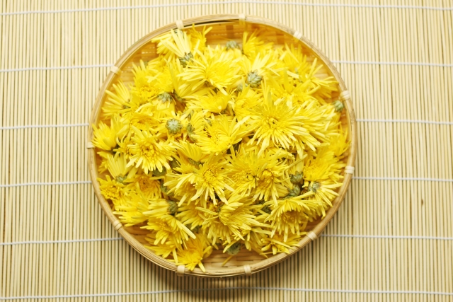 食用菊の栽培方法！植え替えの時期・手順や株分けでの増やし方を紹介