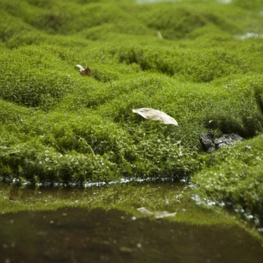 スギゴケとは？生息地や採取できる場所、水やりなどの育て方を紹介！