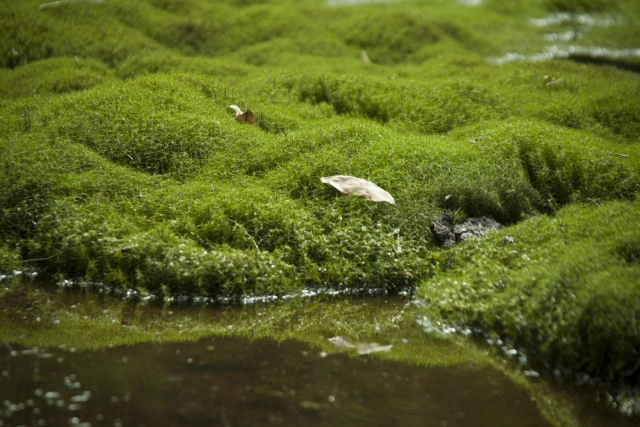 スギゴケとは？生息地や採取できる場所、水やりなどの育て方を紹介！のイメージ