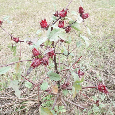 ローゼルの育て方！種まき・植え付けの時期や増やし方のコツを紹介！