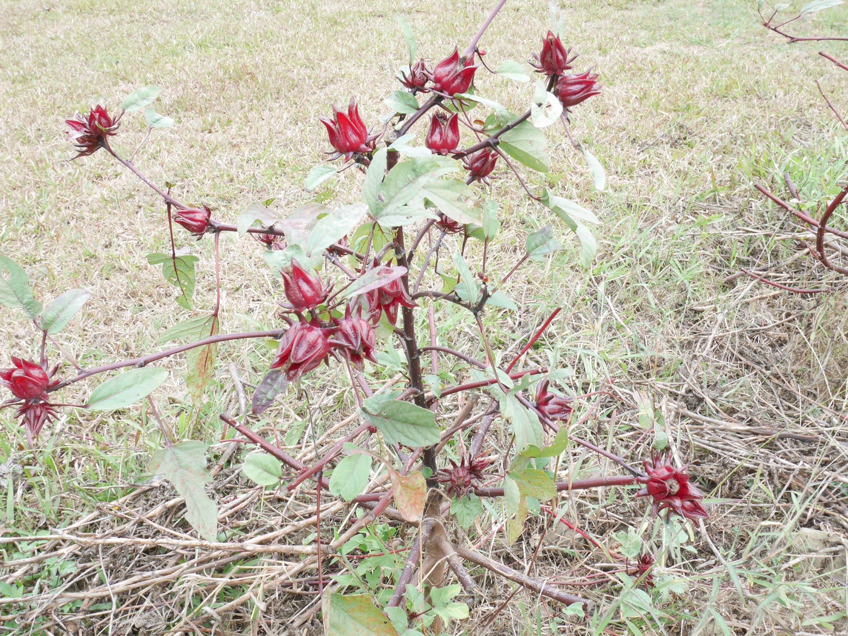 ローゼルの育て方!種まき・植え付けの時期や増やし方のコツを紹介!