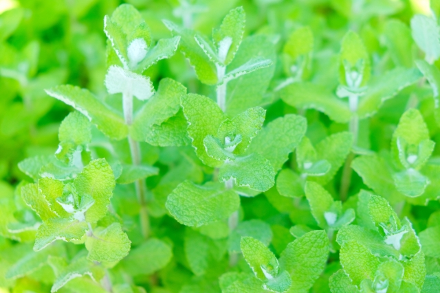 アップルミントの育て方!花・葉の香りは?鉢植えでの管理方法を紹介