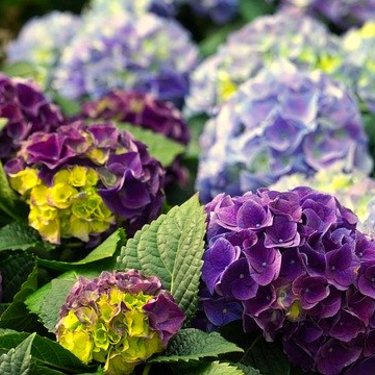 紫陽花「ハイドランジア」の育て方！植え替え・剪定のタイミングは？