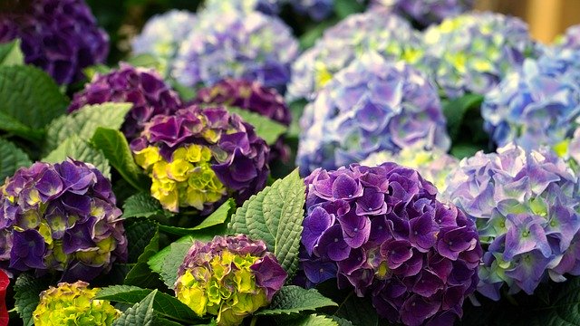 紫陽花「ハイドランジア」の育て方!植え替え・剪定のタイミングは?