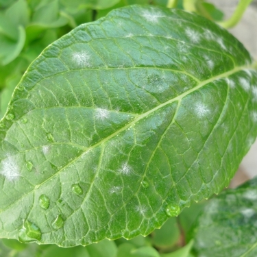 うどん粉病になる原因は？かかりやすい野菜・植物やその対処法を解説