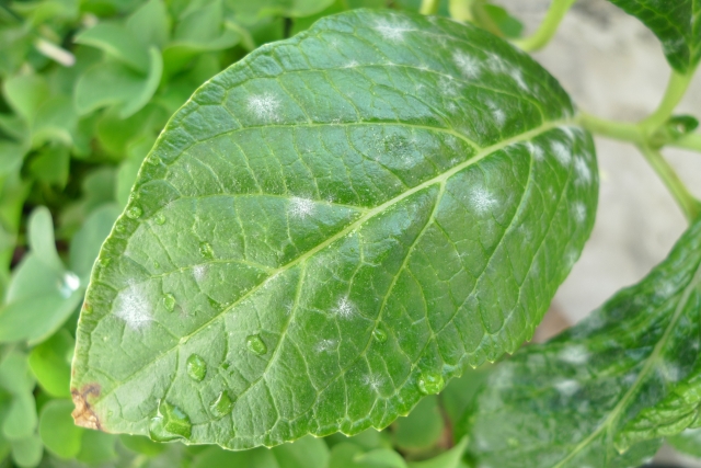 うどん粉病になる原因は?かかりやすい野菜・植物やその対処法を解説のイメージ