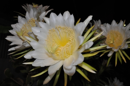 月下美人の育て方！切り戻し剪定の仕方や挿し木での増やし方をご紹介！