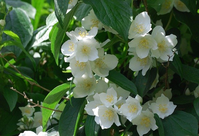 バイカウツギとは?匂い・樹高などの特徴や剪定・植え付けの仕方を紹介のイメージ