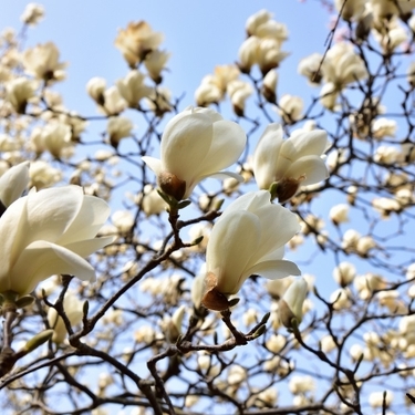 白木蓮（ハクモクレン）とは？開花時期・花びらの特徴や花言葉を紹介