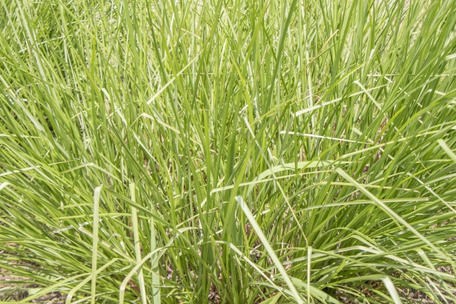 ベチバーとは?香りの相性や効果・効能を紹介!虫除け効果もある?