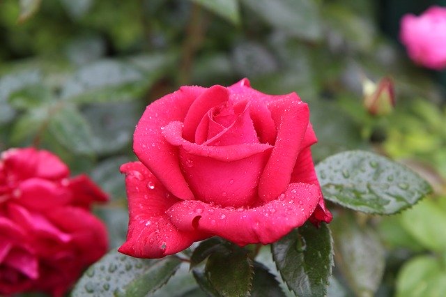 メイアン社のバラの品種一覧!色・香り・花期などの特徴を一挙紹介!のイメージ