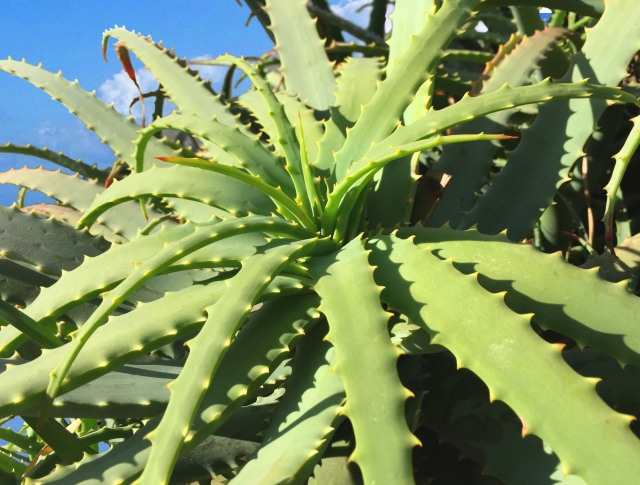 キダチアロエとは?利用方法や原液の飲み方、効果・効能などを紹介!