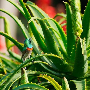 キダチアロエの育て方！剪定・植え替えの時期や花を咲かせるコツを紹介