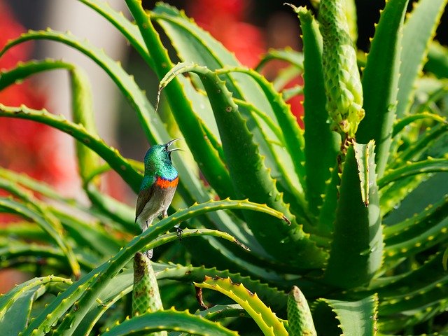 キダチアロエの育て方!剪定・植え替えの時期や花を咲かせるコツを紹介