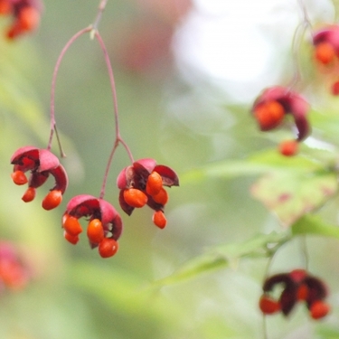 ツリバナとは？花や実の特徴や挿し木での増やし方などの育て方をご紹介！