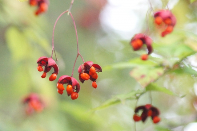 ツリバナとは?花や実の特徴や挿し木での増やし方などの育て方をご紹介!