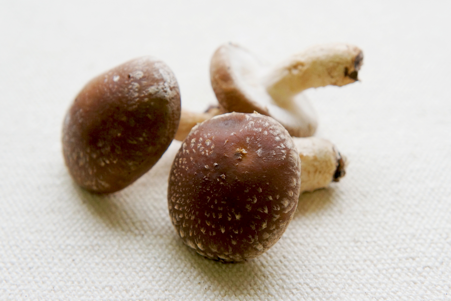 椎茸の育て方マニュアル!自宅での栽培に適した時期や方法をご紹介!