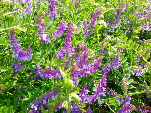 ヘアリーベッチとは？植物としての特徴から効果・活用方法まで解説！