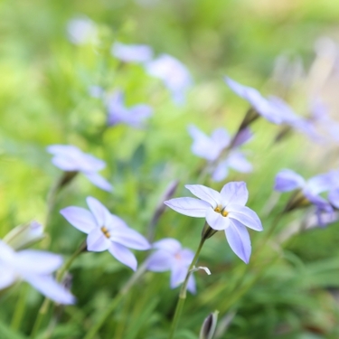 イフェイオンとは？花言葉・開花時期などの特徴や育て方をご紹介！