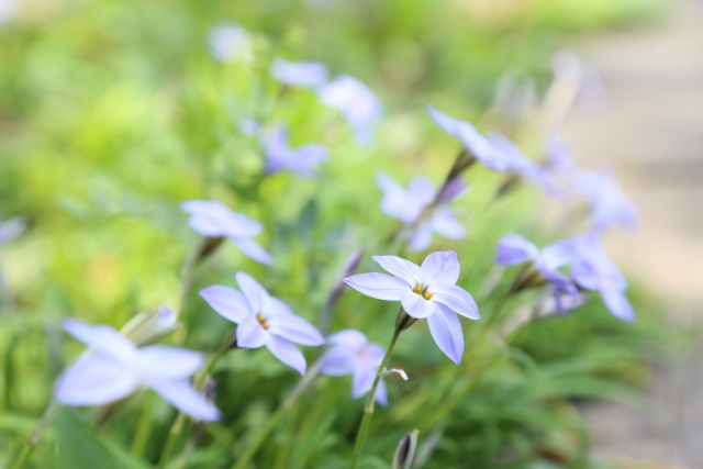 イフェイオンとは?花言葉・開花時期などの特徴や育て方をご紹介!のイメージ