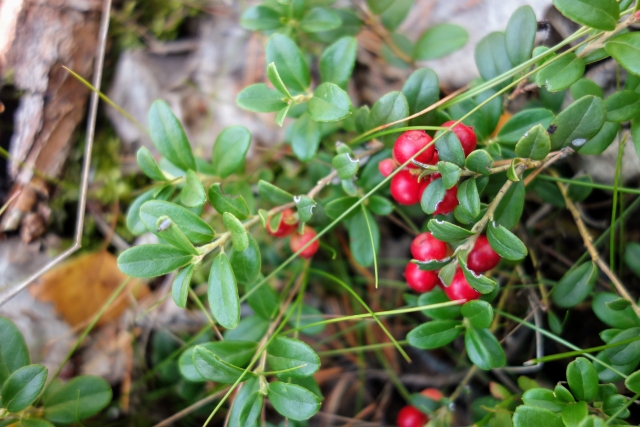 リンゴンベリー(コケモモ)とは?特徴・効能やおすすめの食べ方を紹介!