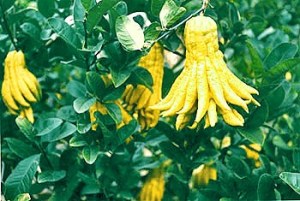 仏手柑(ぶっしゅかん)とは?名前の由来から味や食べ方までご紹介!
