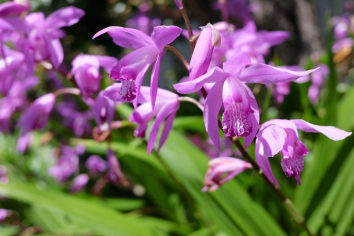 紫蘭(シラン)とは?その種類や花言葉などの特徴から育て方まで紹介!