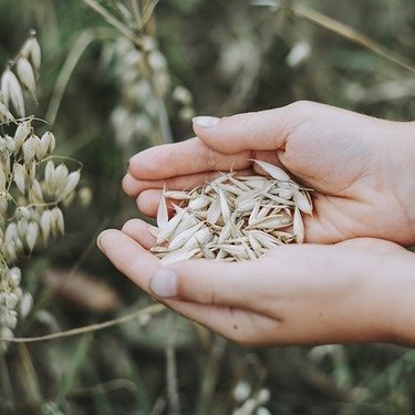 オーツ麦とは？植物としての特徴や効能を紹介！おすすめの食べ方は？