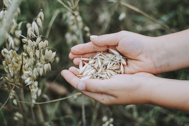 オーツ麦とは?植物としての特徴や効能を紹介!おすすめの食べ方は?のイメージ