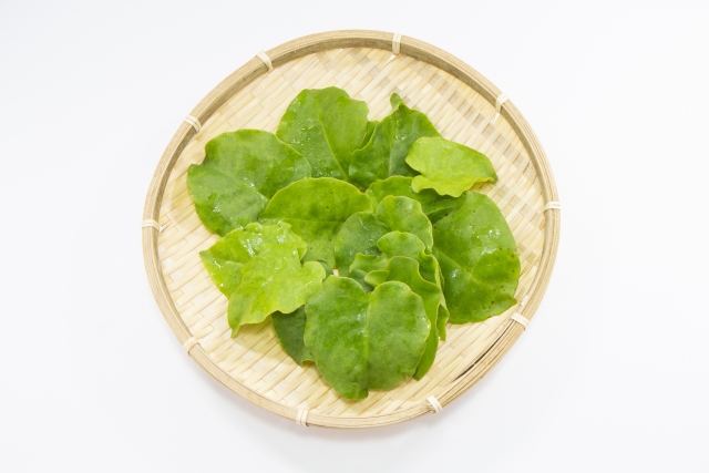 オカワカメ(雲南百薬)とは?旬な時期などの特徴や食べ方をご紹介!