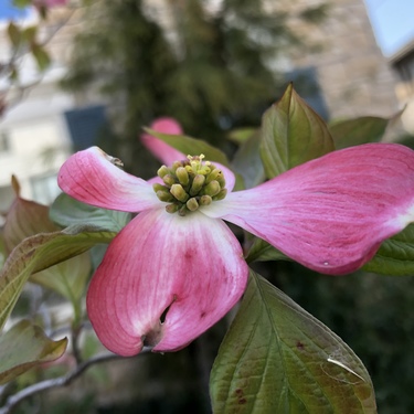 花びらのない植物14選！各種の分類や花の形など特徴を紹介！