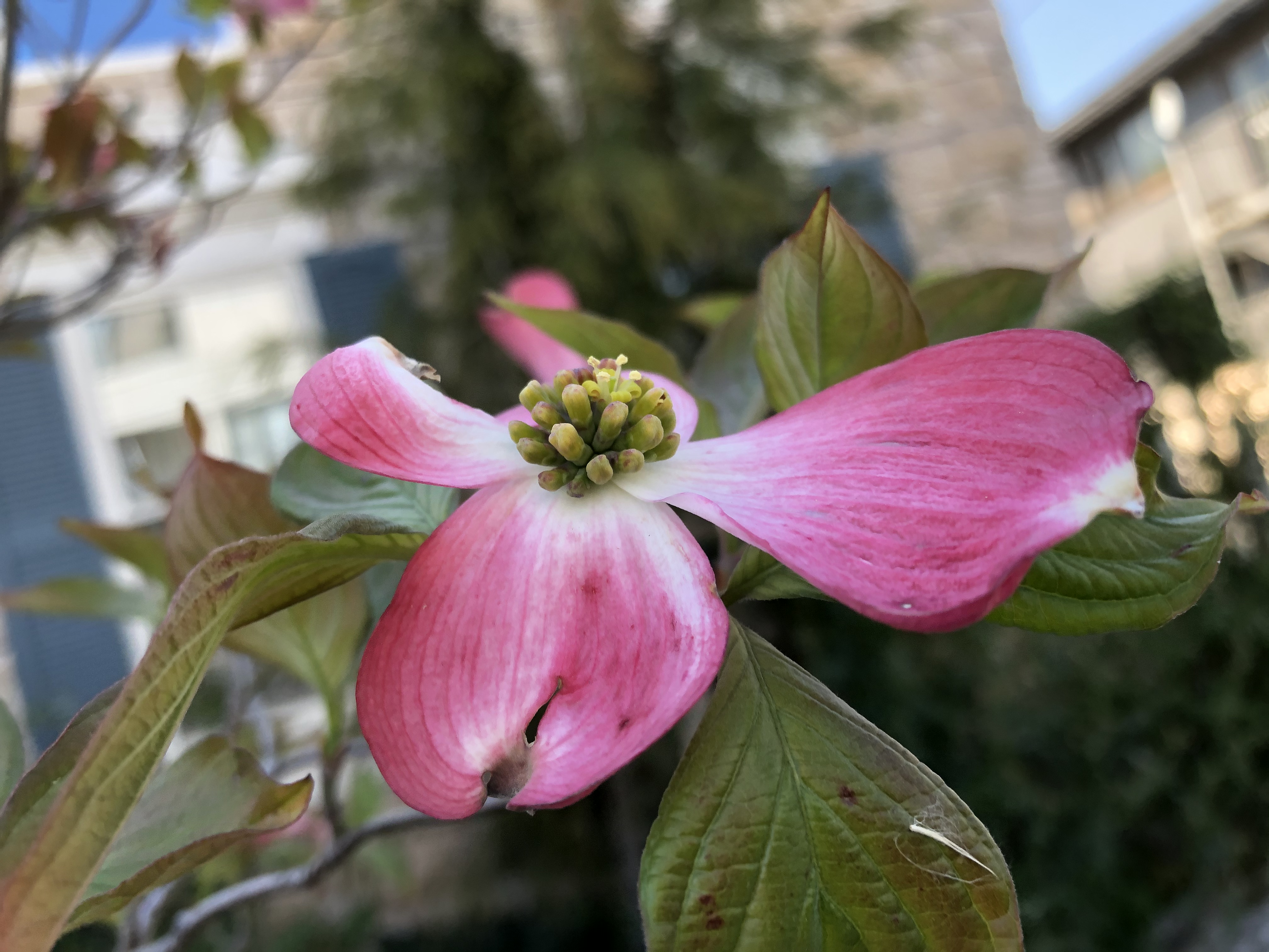 花びらのない植物14選!各種の分類や花の形など特徴を紹介!