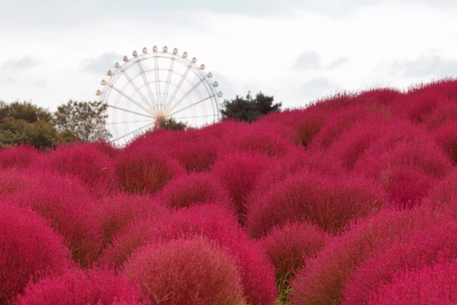 【ひたち海浜公園】ホウキグサの見頃の季節やアクセス情報をご紹介!