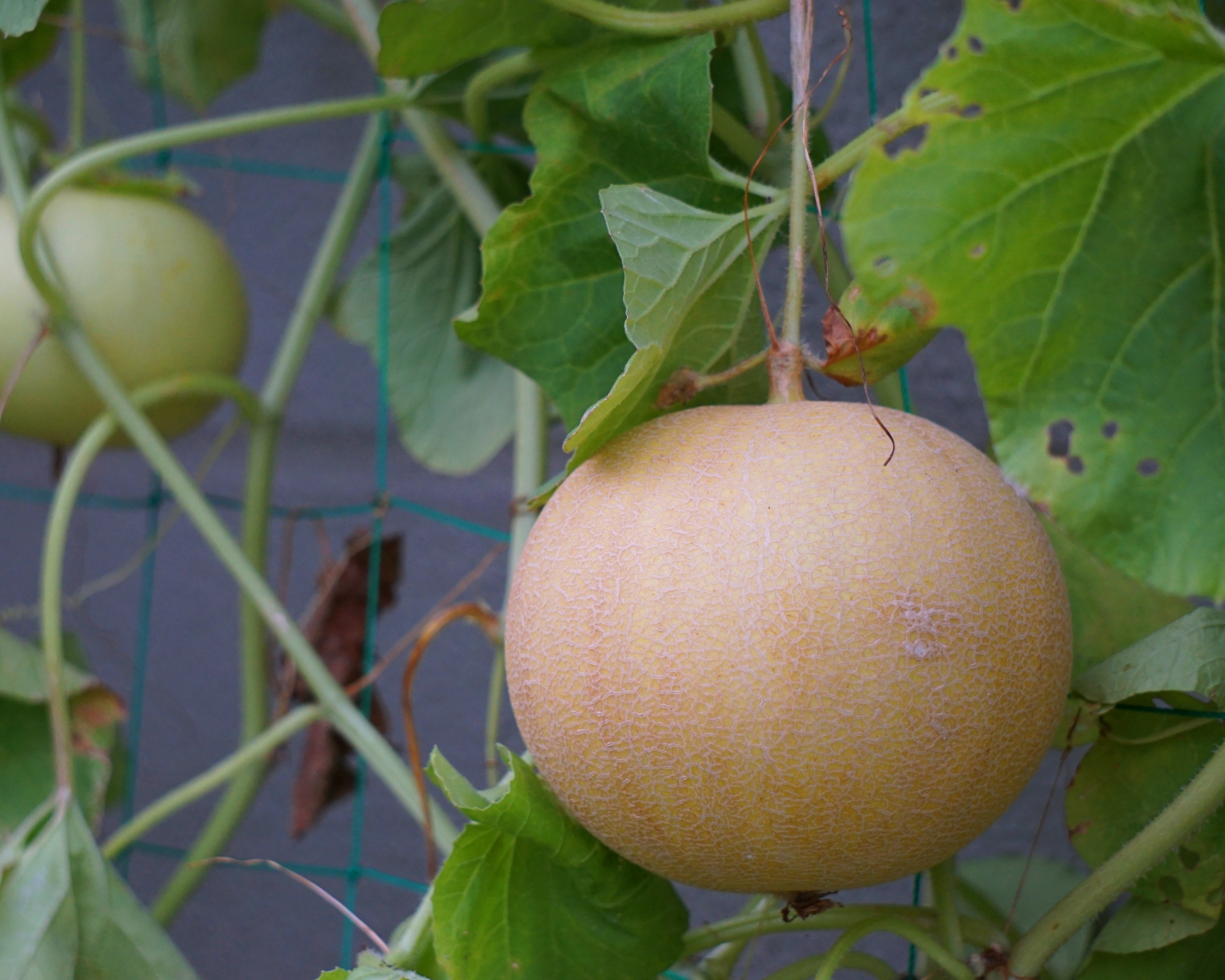 ころたん(ミニメロン)の育て方!受粉のコツや収穫時期の見分け方を紹介!のイメージ