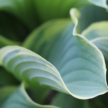 ホスタ（ギボウシ）とは？種類や育て方を紹介！植え替えや株分けのコツは？