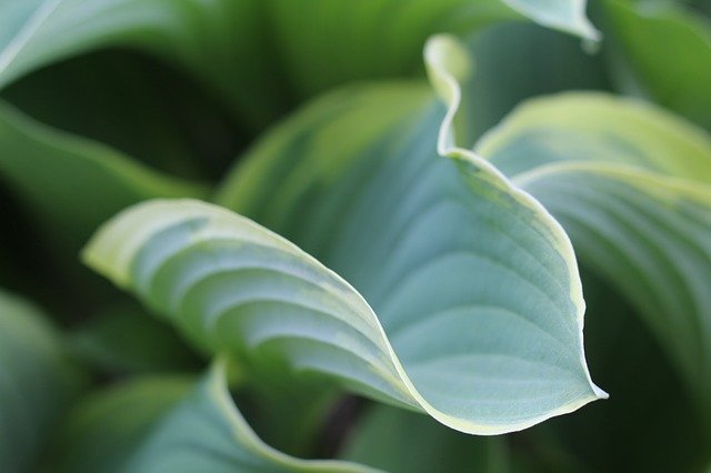 ホスタ(ギボウシ)とは?種類や育て方を紹介!植え替えや株分けのコツは?のイメージ