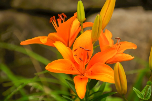 8月1日の誕生花！特徴や育て方・誕生石にゆかりの有名人もご紹介！