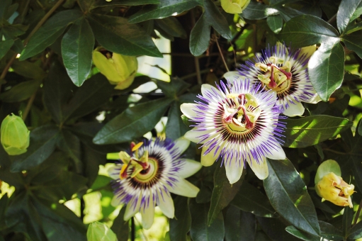 トケイソウとは?花の特徴や上手な誘引方法などの育て方を紹介!のイメージ