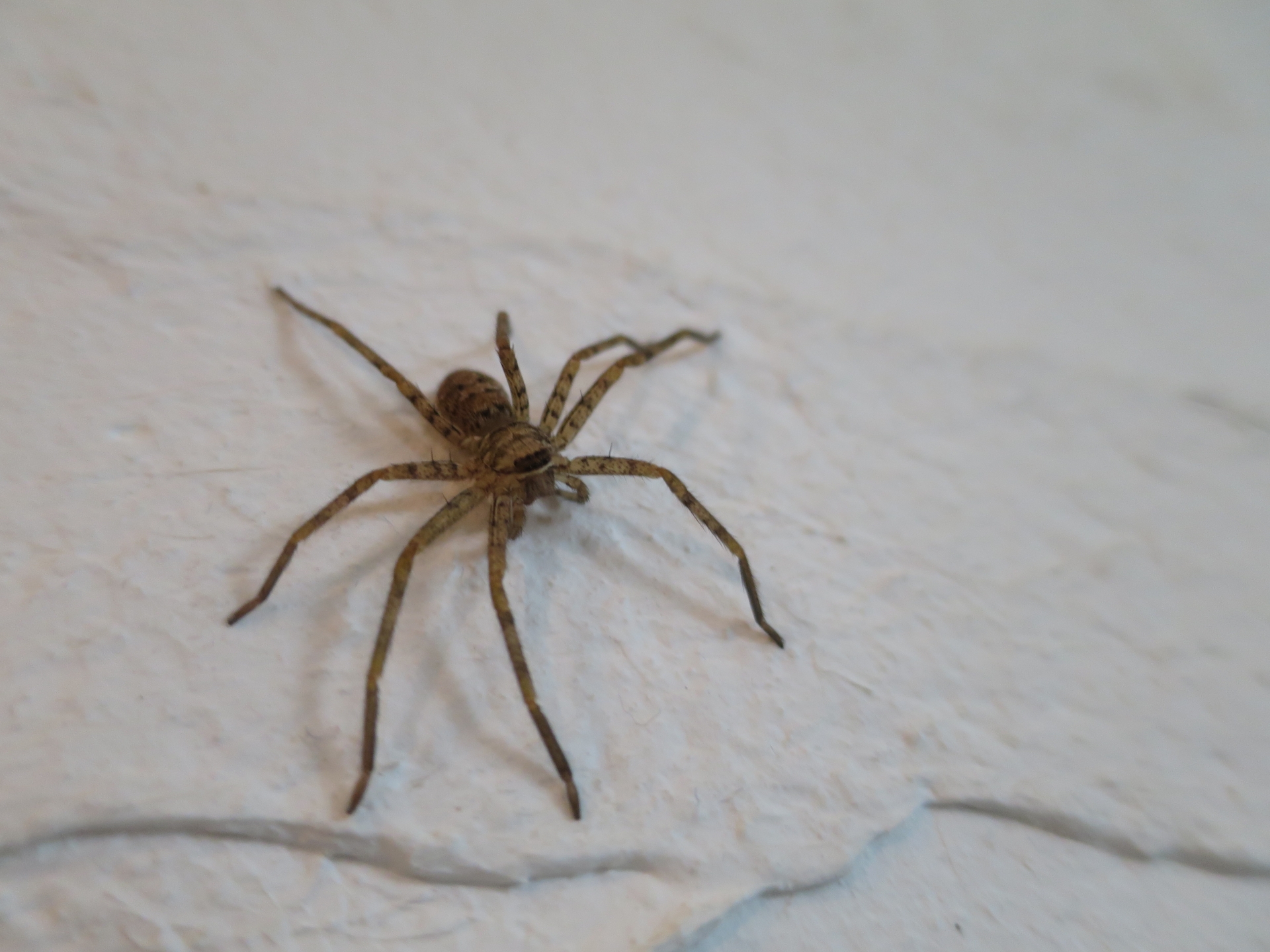 家の中に現れるアシダカグモは退治するべき?対処方法を紹介!のイメージ