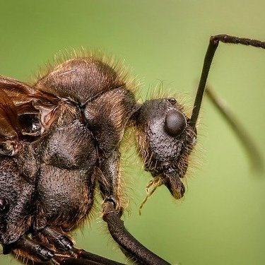 羽アリの対処・予防方法を詳しく解説！家での大量発生を防ごう！