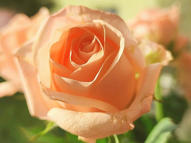 ピンク色の花図鑑（12種類）各種の名前・特徴・花言葉などをご紹介！のイメージ