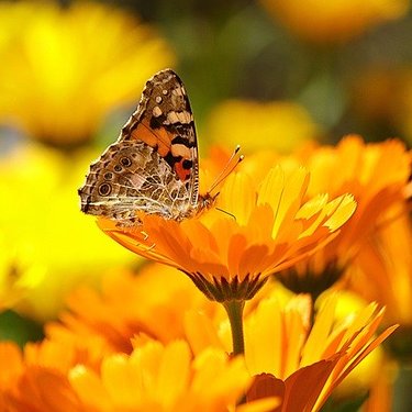 黄色の花図鑑（12種類）各種の名前・特徴・花言葉などをご紹介！