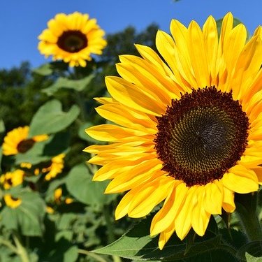 7月の花といえば？7月に咲く・咲いている花12種の特徴や花言葉を紹介！