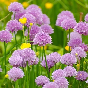 5月に植え付ける花のおすすめ品種13選！各種の特徴や花言葉を紹介