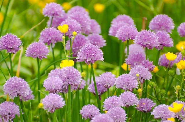 5月に植え付ける花のおすすめ品種13選!各種の特徴や花言葉を紹介