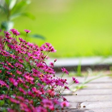 7月に植え付ける花のおすすめ品種20選！各種の特徴や花言葉を紹介！