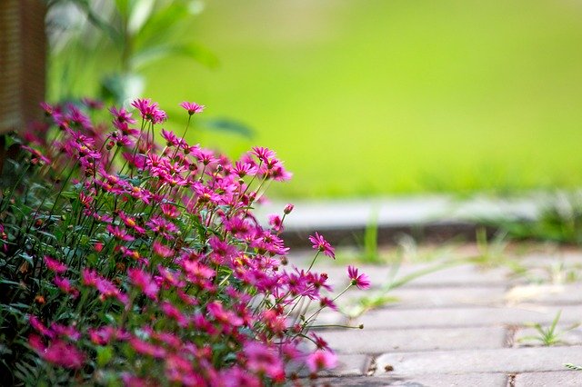 7月に植え付ける花のおすすめ品種20選!各種の特徴や花言葉を紹介!
