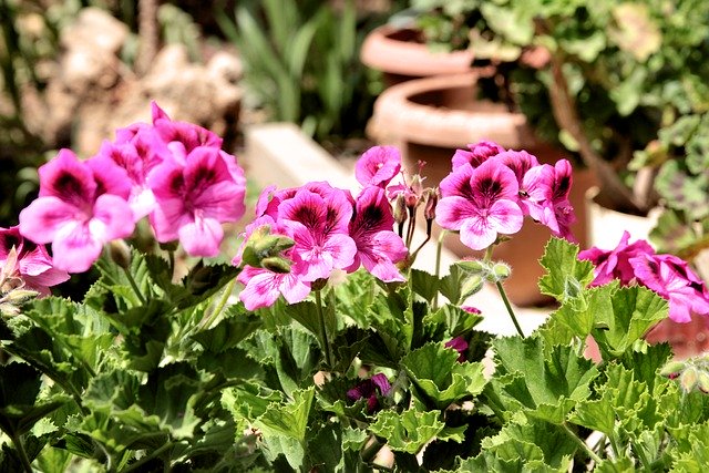 8月に植え付ける花のおすすめ品種11選!各種の特徴や花言葉を紹介