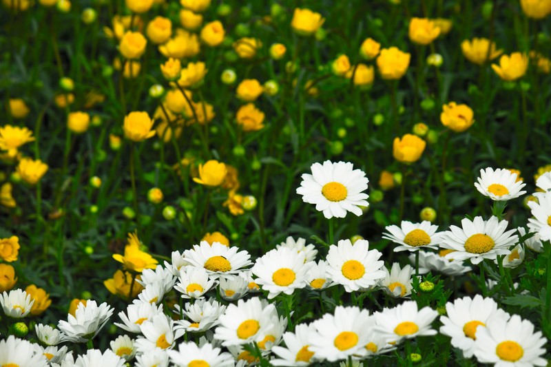 2月に植え付ける花のおすすめ品種15選!各種の特徴や花言葉を紹介!のイメージ